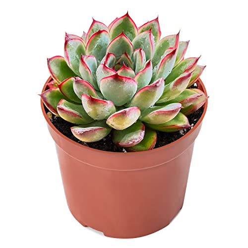 Echeveria Pulidonis (Echeveria Pulidonis)