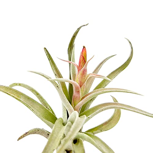 Air Plants Flowering Tillandsia Harrisii (3 Count)