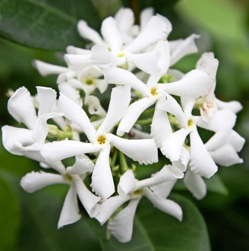Daisy Ship Star Jasmine Trachelospermum (2-Pack (Cup) / jasmine-star)
