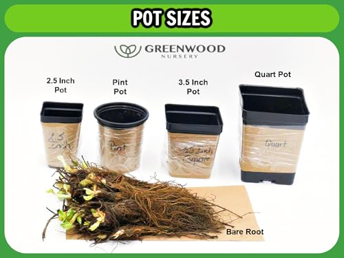 Live Perennial Plants (2 Count)