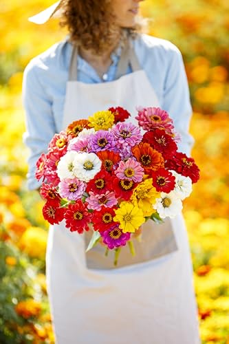 California Giant Zinnia Seeds for 2026 (Packet / California Giants Zinnia Mix)