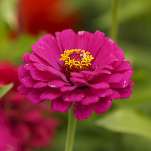 California Giant Zinnia Seeds for 2026 (1 Pound / California Giants Zinnia Mix)