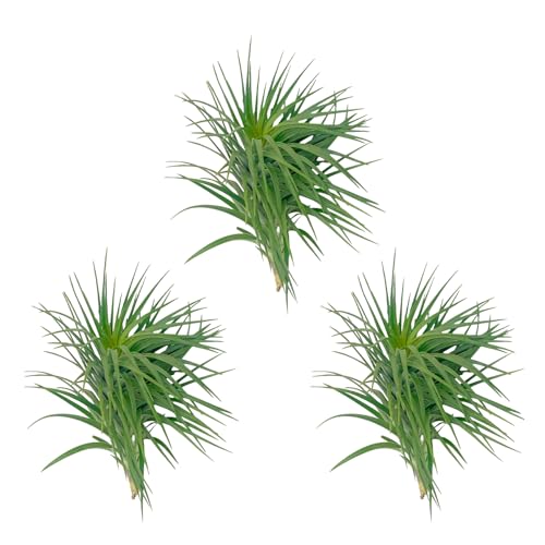 Air Plants Flowering Tillandsia Pink Paske Large 5" (3 Count)