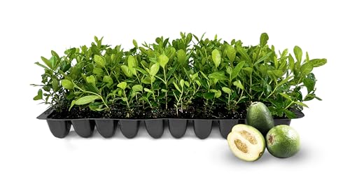 Pineapple Guava (2 Inch / 60 Plants)