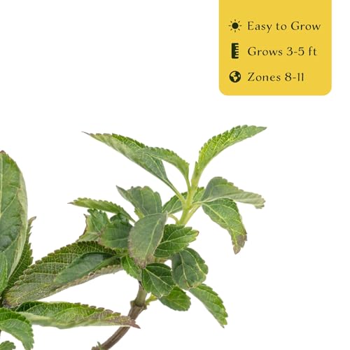 3 Dallas Red Lantana in 2.5” Nursery Cubes (3 Dallas Red Lantana)