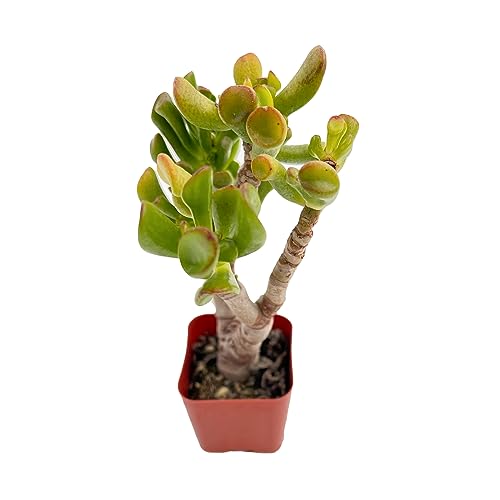 Crassula Shrek's Ear Cute Jade Succulent Plant (Crassula Shrek's Ear)