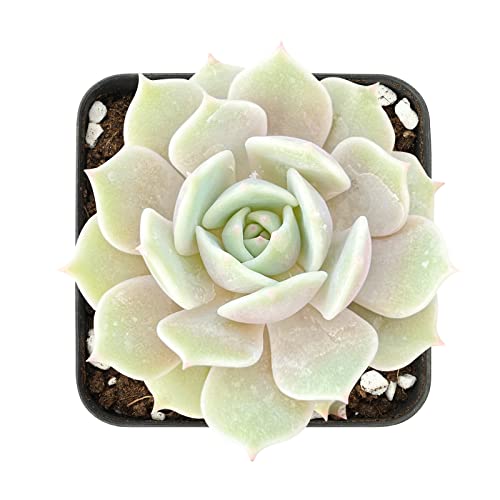 Echeveria Lola