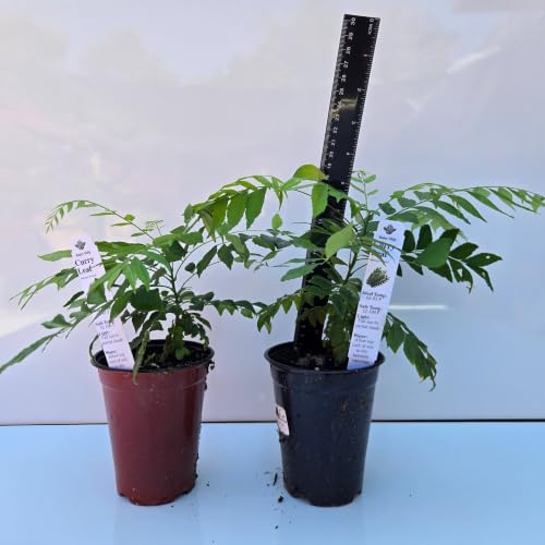 Daisy Ship Curry Leaf Fast (2 × 4-in cups / curry)