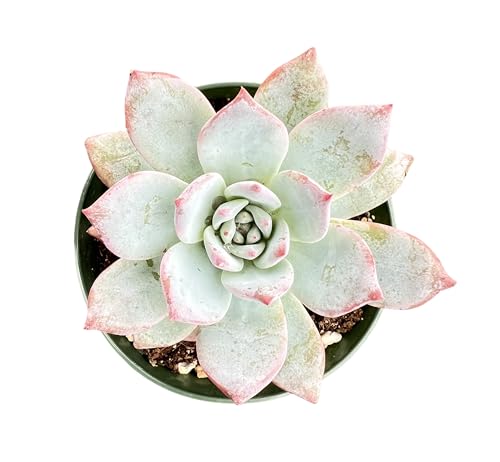 Echeveria Blue Bird (Echeveria Blue Bird)