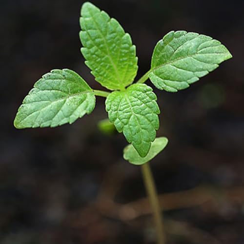 Peppermint Seeds to Plant Heirloom Non (5 Packs)
