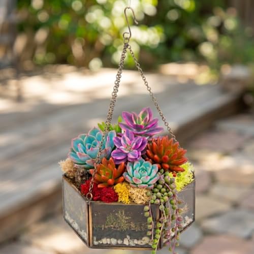 Glass Gold Brass Mini Hexagon Tabletop or Hanging Planter Terrarium