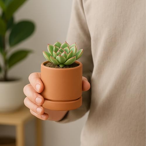 2 Pack Terracotta Plant Pots with Saucers (XX-Small 3 Inch)