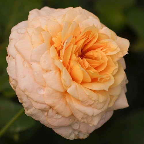 Heirloom Hybrid Tea Roses (Beryl Bach)