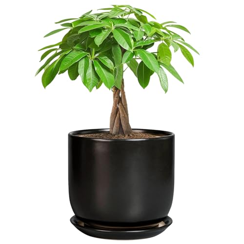Ceramic Planter 7 Inch