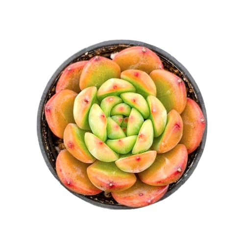 Echeveria agavoides 'Red Veil' (Echeveria agavoides 'Red Veil')