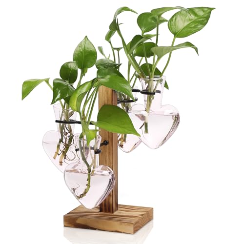 Plant Terrarium Propagation Stations with Wooden Stand
