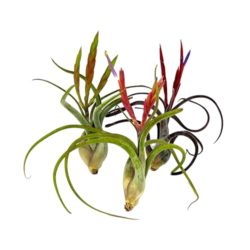 Air Plants Flowering Tillandsia Caput Medusae (3 Count)