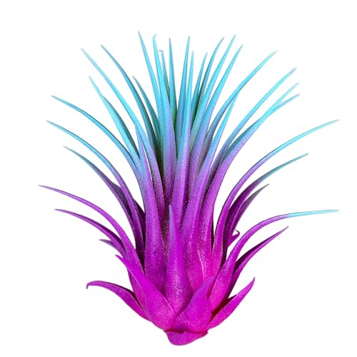Ionantha Guatemala Tillandsia Air Plant