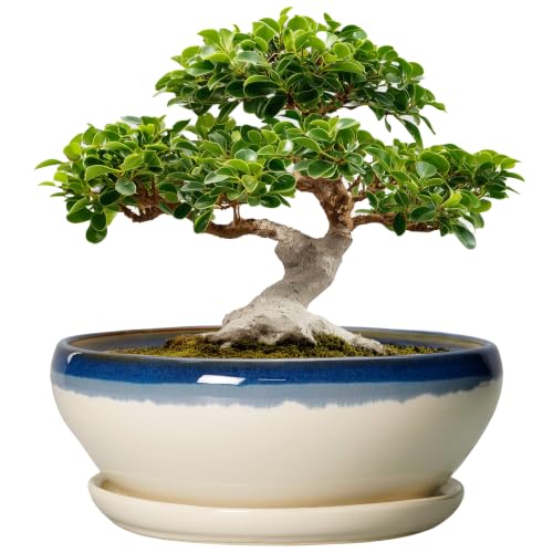 Bonsai Tree Pots (12 Inch / Blue-beige)