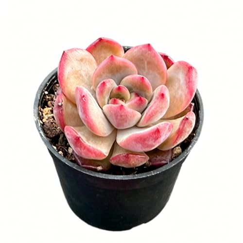 Echeveria agavoides 'Red Veil' (Echeveria agavoides 'Red Veil')