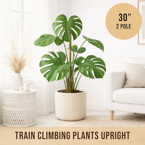 30" Moss Pole Monstera Plant Support (2-Pack (30 in))
