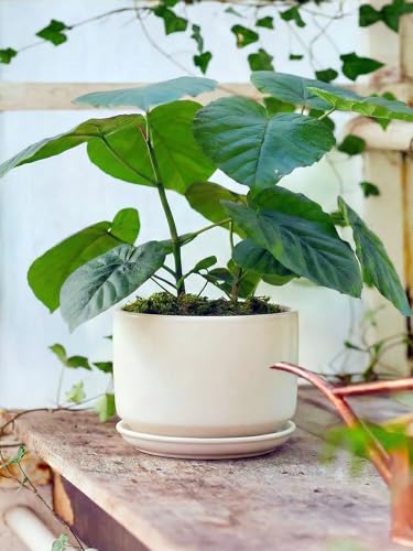 6.8 Inch Ceramic Pots for Plants (White / 6.8")