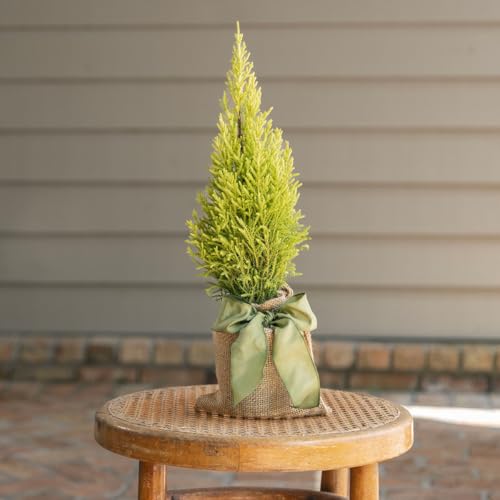 Live Lemon Cypress Plant (2 Count (Cup) / cypress-lemon)