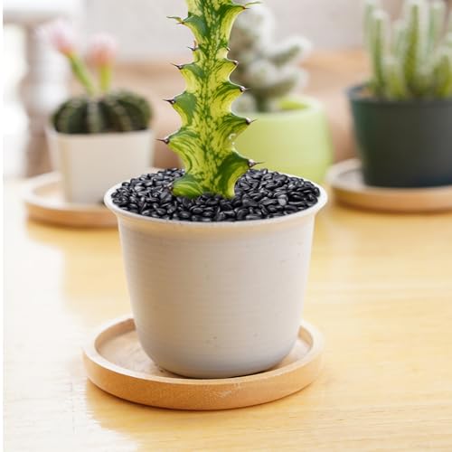 5 lbs Black Pebbles for Indoor Plants