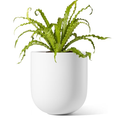 6 Inch Ceramic Plant Pot (White / 6 Inch)