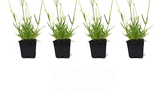 L+ French Provence Lavender (4 Count)