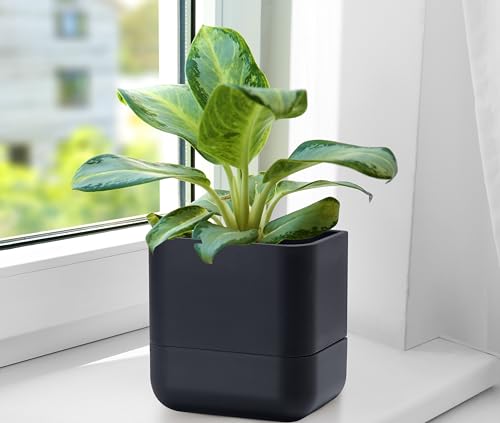 6.5 Inch Wall Mounted Self