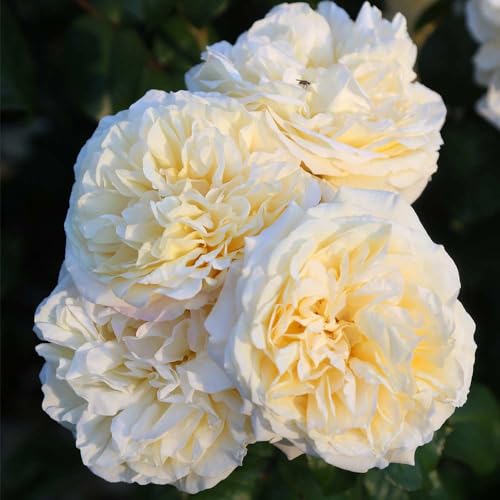 Heirloom Hybrid Tea Roses (Moonlight Romantica)