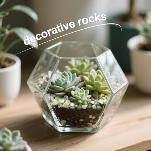 5lb Small Pebbles for Indoor Plants