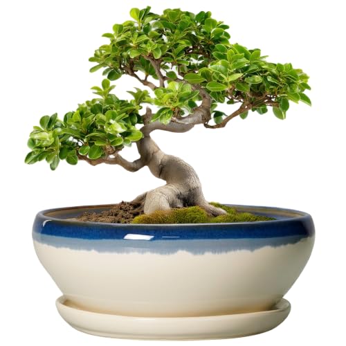 Bonsai Pots 10 Inch Ceramic Pots for Succulents (10 Inch / Blue-beige)