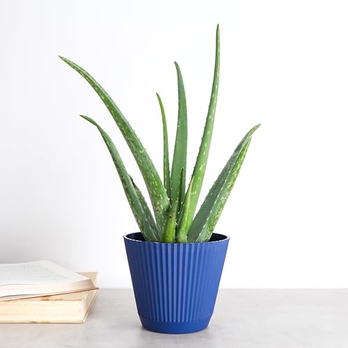 Live Aloe Vera Plant (Navy (6" Pot))