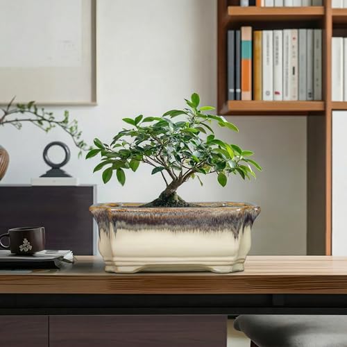 11.6 Inch Succulent Pots (11 Inch / Rectangular Beige-brown)