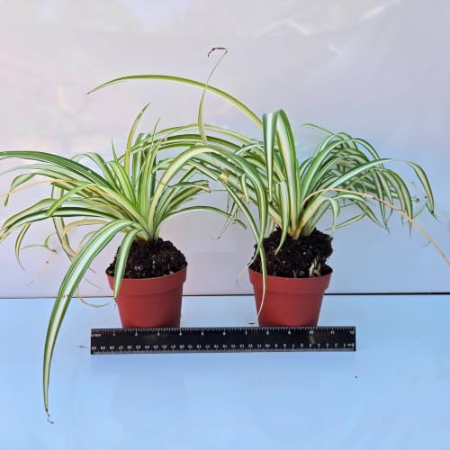 Spider Plant Air Purifier (2 Cup (4in) / spider)