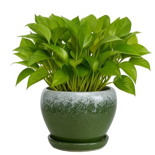 6 Inch Plant Pots (Blackish Green / 6 Inch)