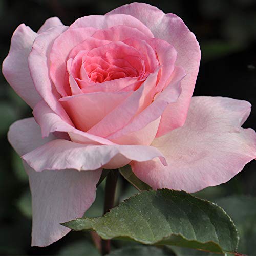 Heirloom Hybrid Tea Roses (Sunbelt Savannah)