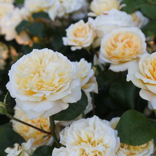 Heirloom Hybrid Tea Roses (Moonlight Romantica)