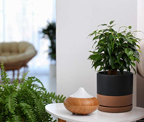 2 Pack Ceramic Pots with Saucers