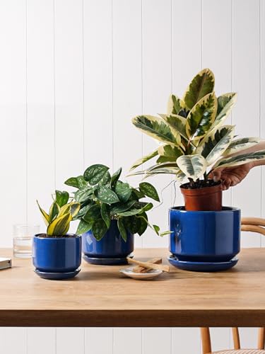 Ceramic Pots for Plants (3 Count)
