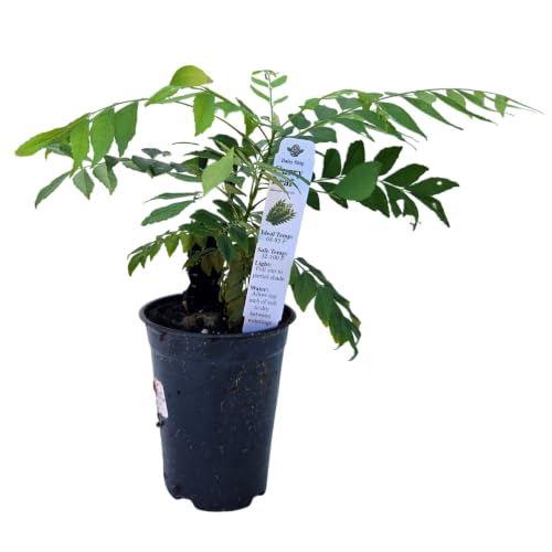 Daisy Ship Curry Leaf Fast (1 × 4-in cup / curry)