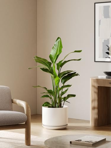 12 Inch Pots for Plants (White / 12")