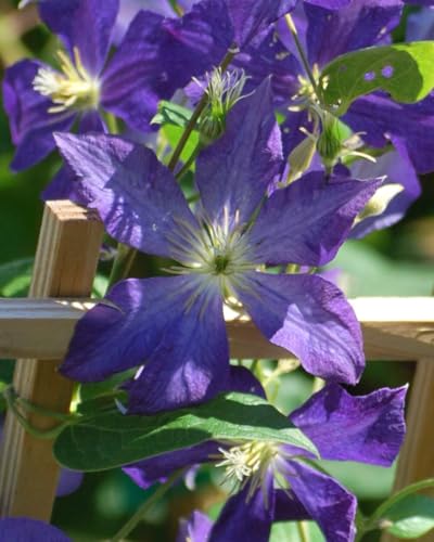 Perennial Farm Clematis 'Jackmanii' Hybrid (Jackmanii)