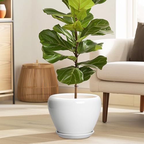 Ceramic Pot for Plants (8 Inch / Glossy White)