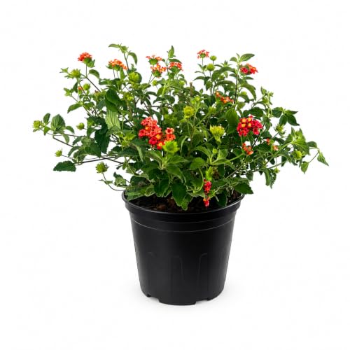 Lantana Dallas Red (1 Gallon / 2 Plants)