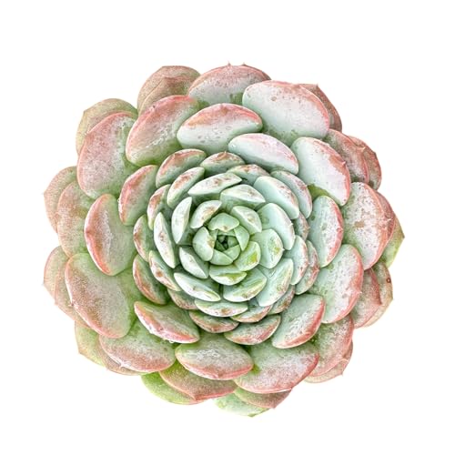 Echeveria 'Amazing Grace' (Echeveria 'Amazing Grace')