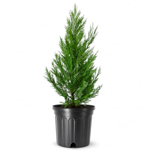 Leyland Cypress (3 Count)
