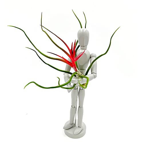 Air Plants Flowering Tillandsia Bulbosa Belize